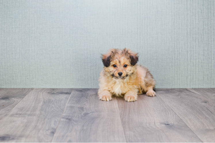 Cute Mini Sheltidoodle Mix Pup