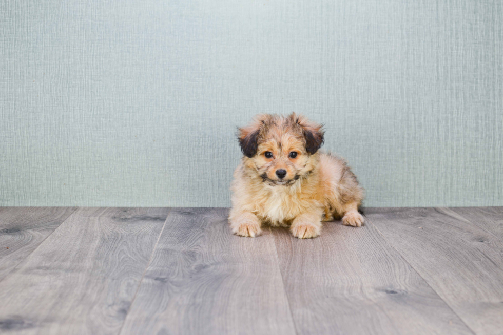 Cute Mini Sheltidoodle Mix Pup