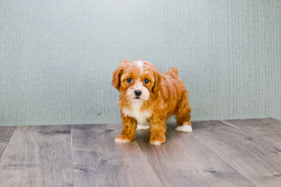 Sweet Cavapoo Baby