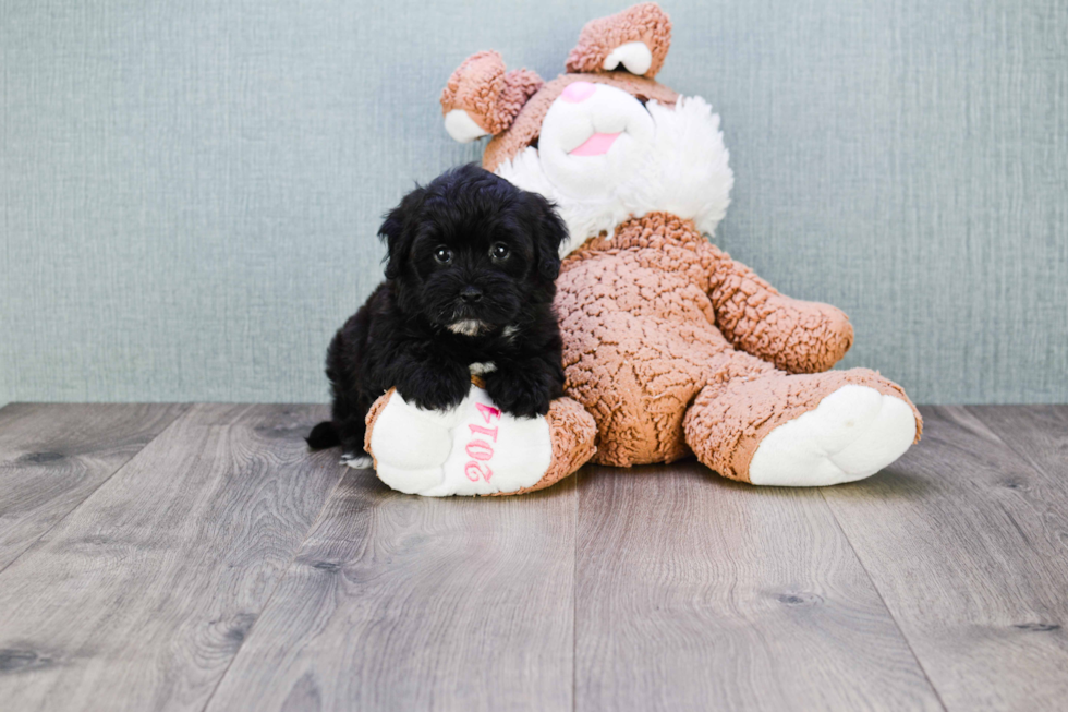 Best Maltipoo Baby