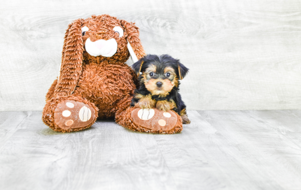 Meet Timmy - our Yorkshire Terrier Puppy Photo 