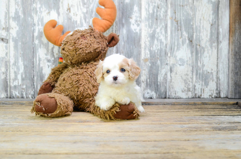 Cavapoo Pup Being Cute