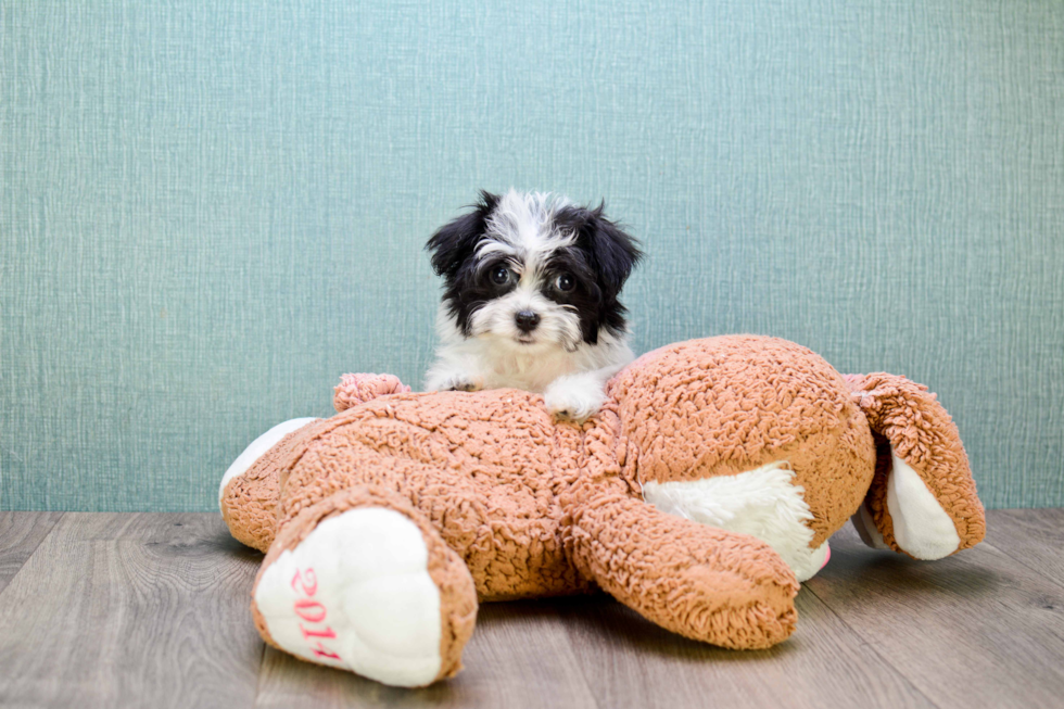 Havanese Puppy for Adoption