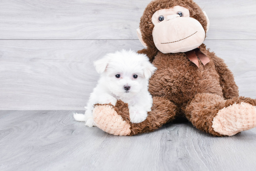 Playful Maltese Baby