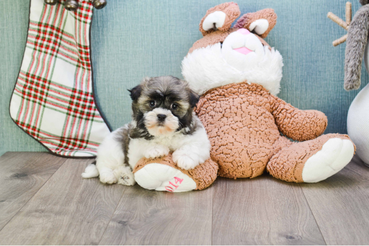 Havanese Pup Being Cute