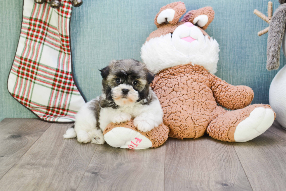 Havanese Pup Being Cute