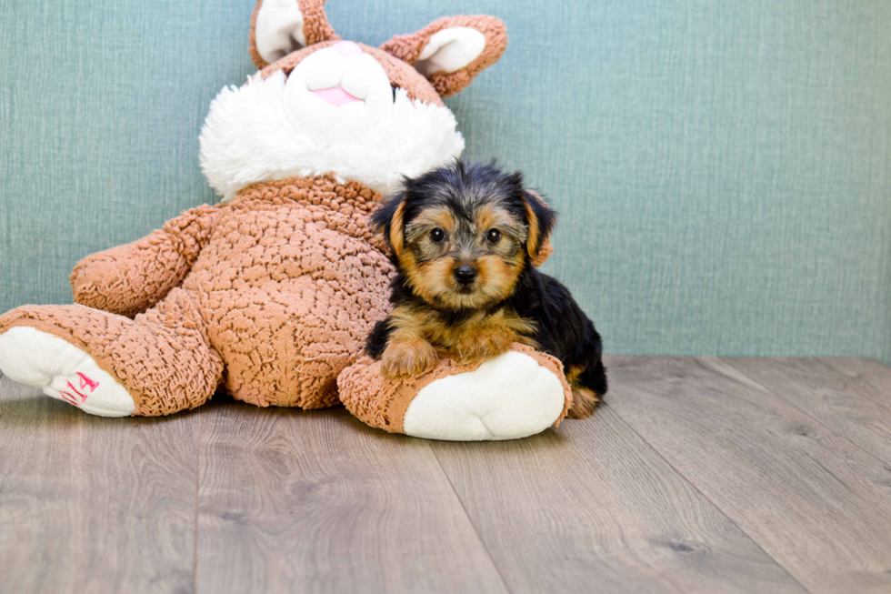 Meet Jeremy - our Yorkshire Terrier Puppy Photo 