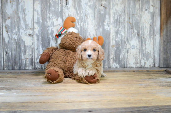 Cavapoo Puppy for Adoption