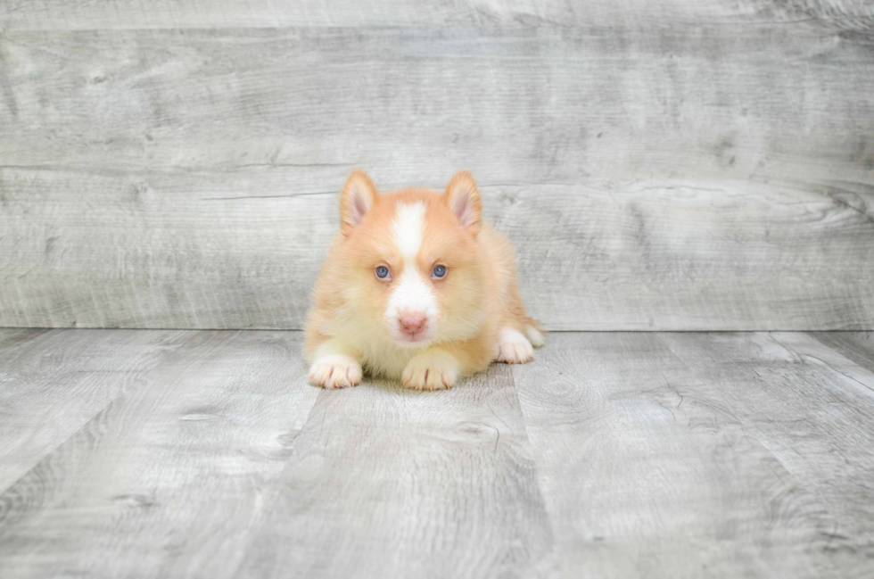 Cute Pomsky Baby