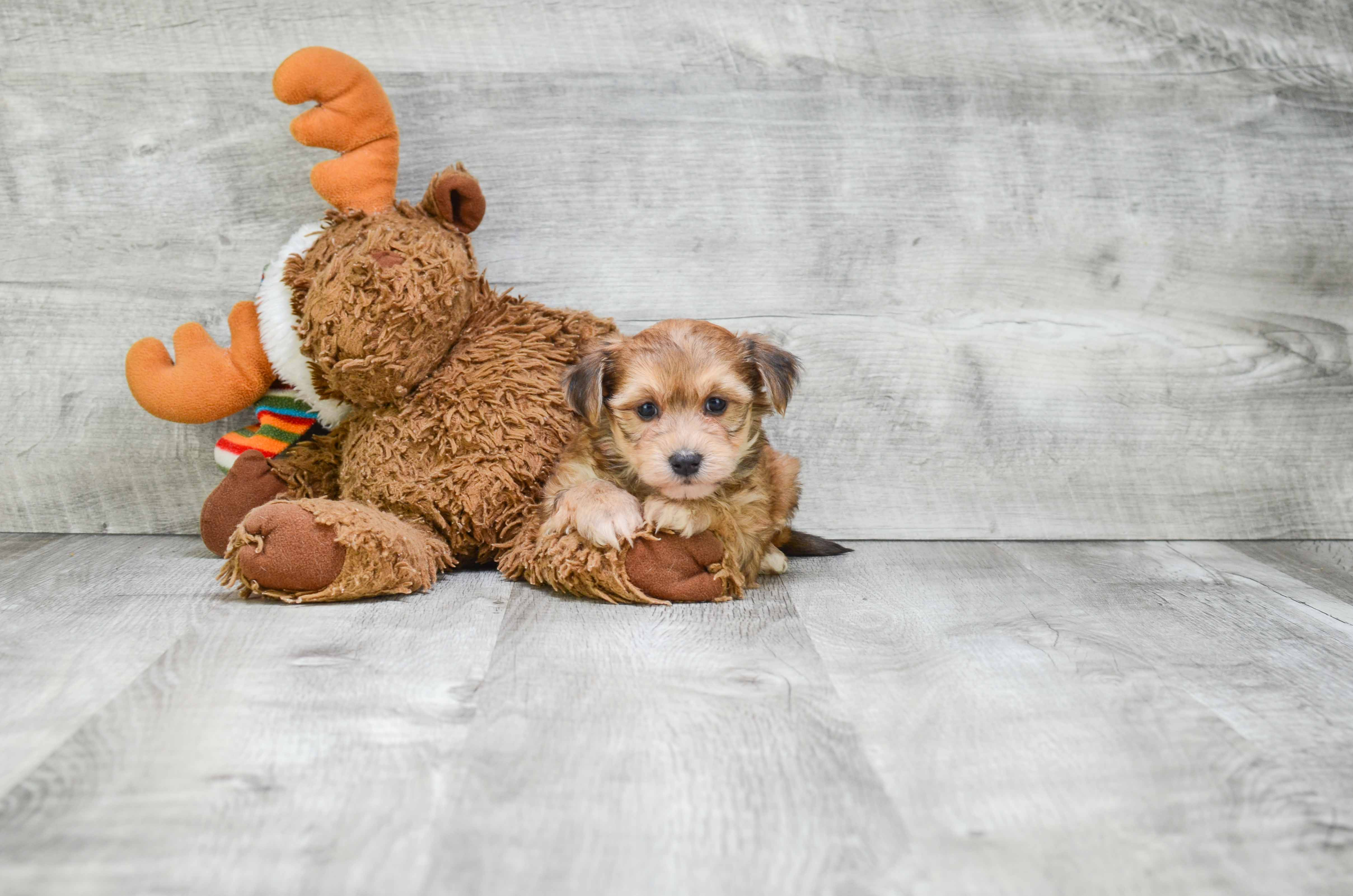 Popular Morkie Designer Pup