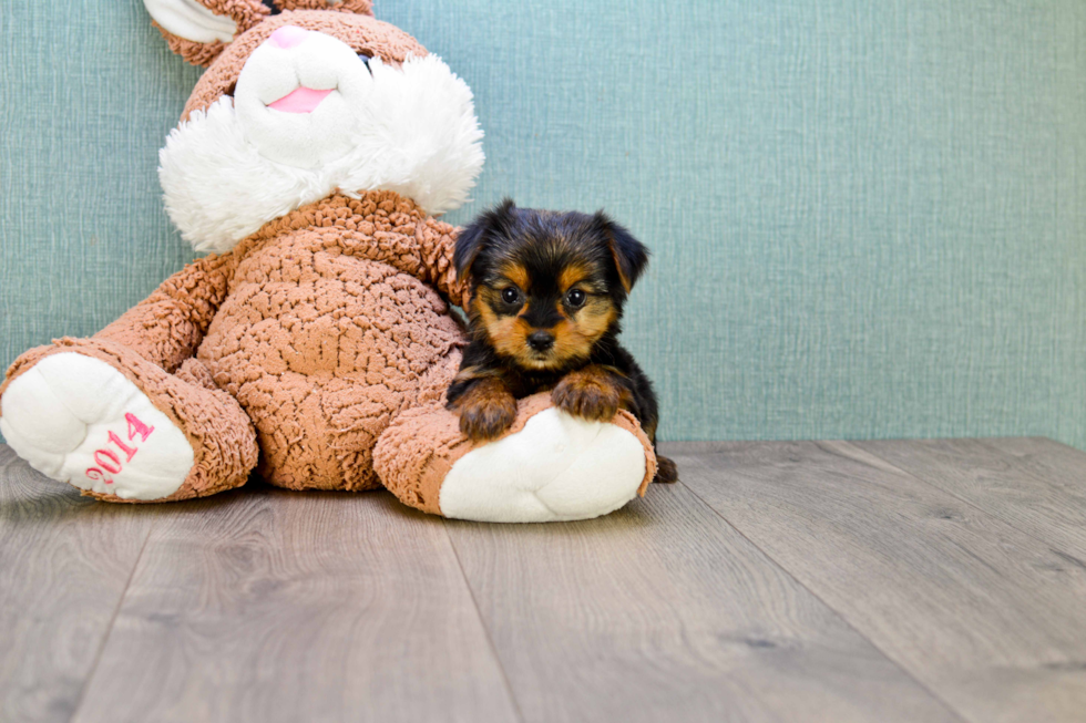 Meet Izzie - our Yorkshire Terrier Puppy Photo 