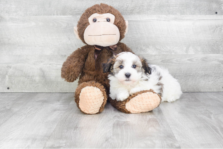 Popular Havanese Baby