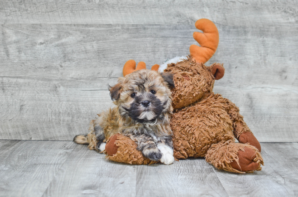 Smart Havanese Purebred Puppy