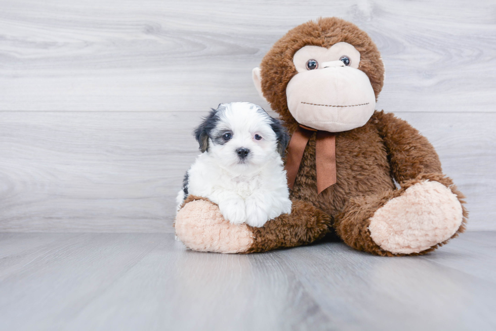 Popular Teddy Bear Designer Pup