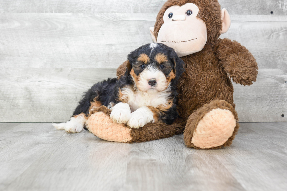 Best Mini Bernedoodle Baby