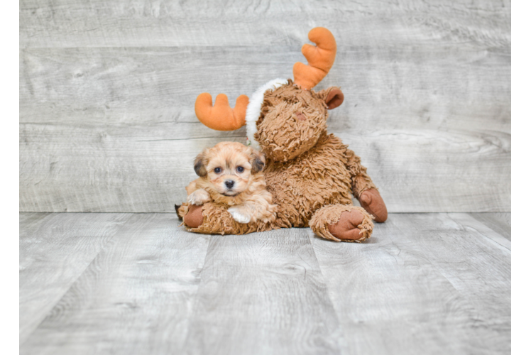 Petite Teddy Bear Designer Pup