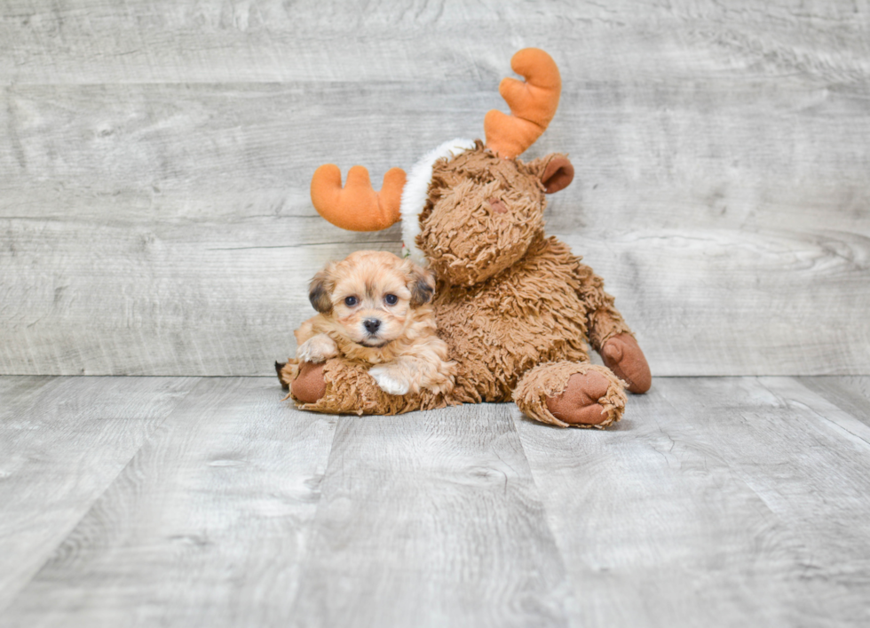 Petite Teddy Bear Designer Pup