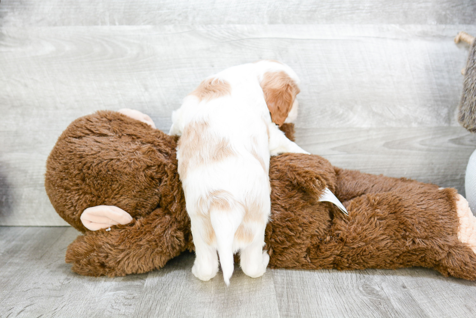 Best Cavalier King Charles Spaniel Baby