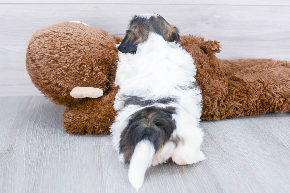 Cute Teddy Bear Baby