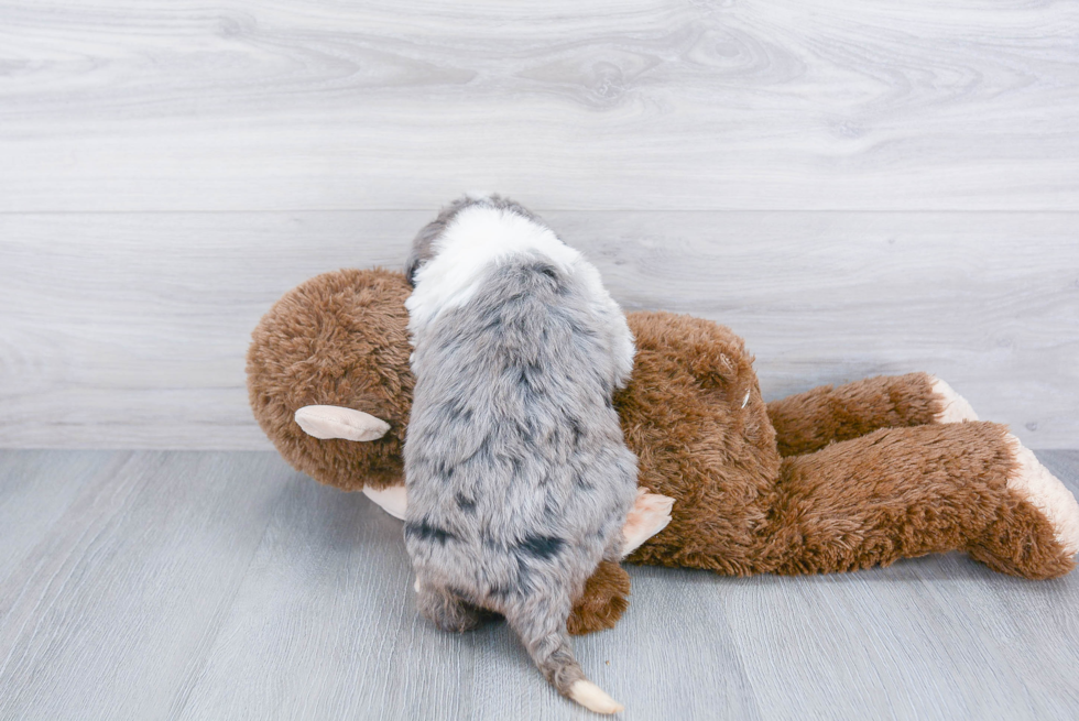 Best Mini Bernedoodle Baby