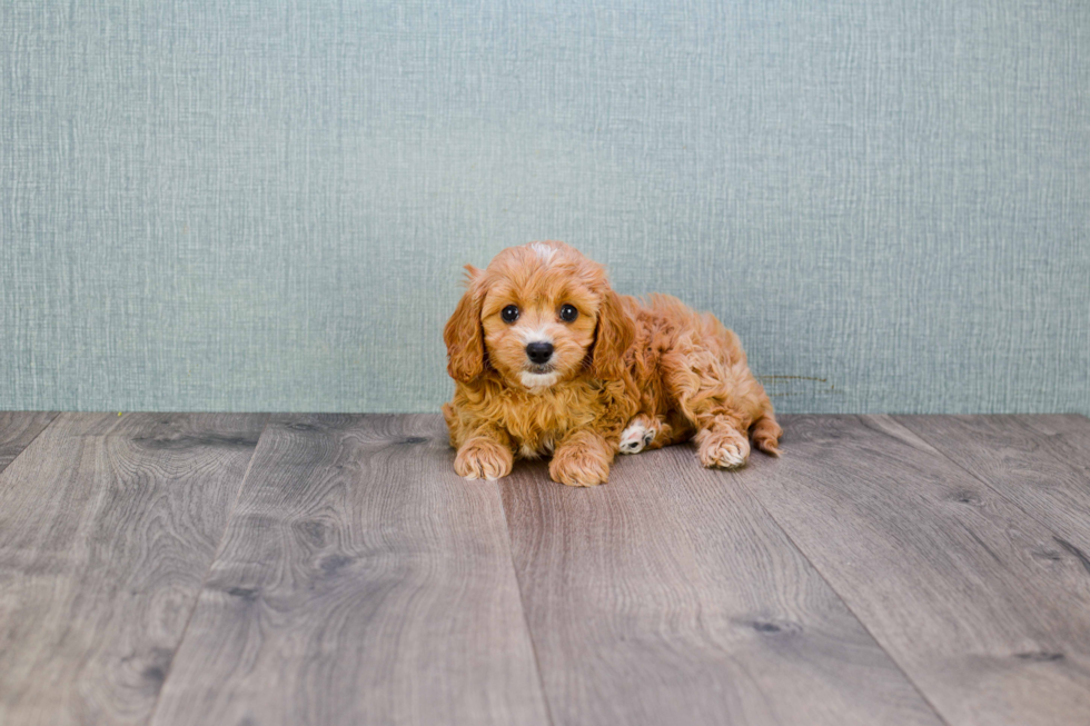 Hypoallergenic Cavoodle Poodle Mix Puppy