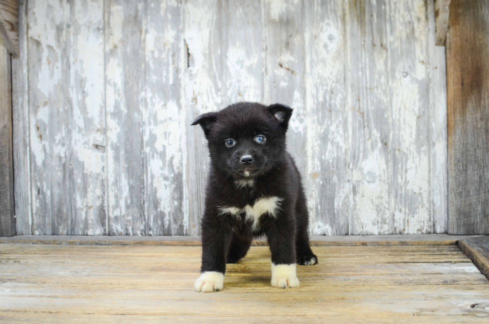 Popular Pomsky Designer Pup