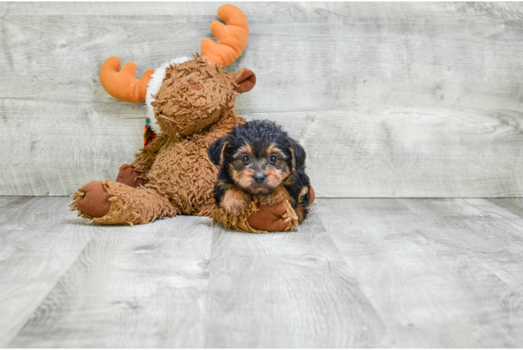 Little Yorkie Doodle Poodle Mix Puppy