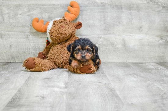 Little Yorkie Doodle Poodle Mix Puppy