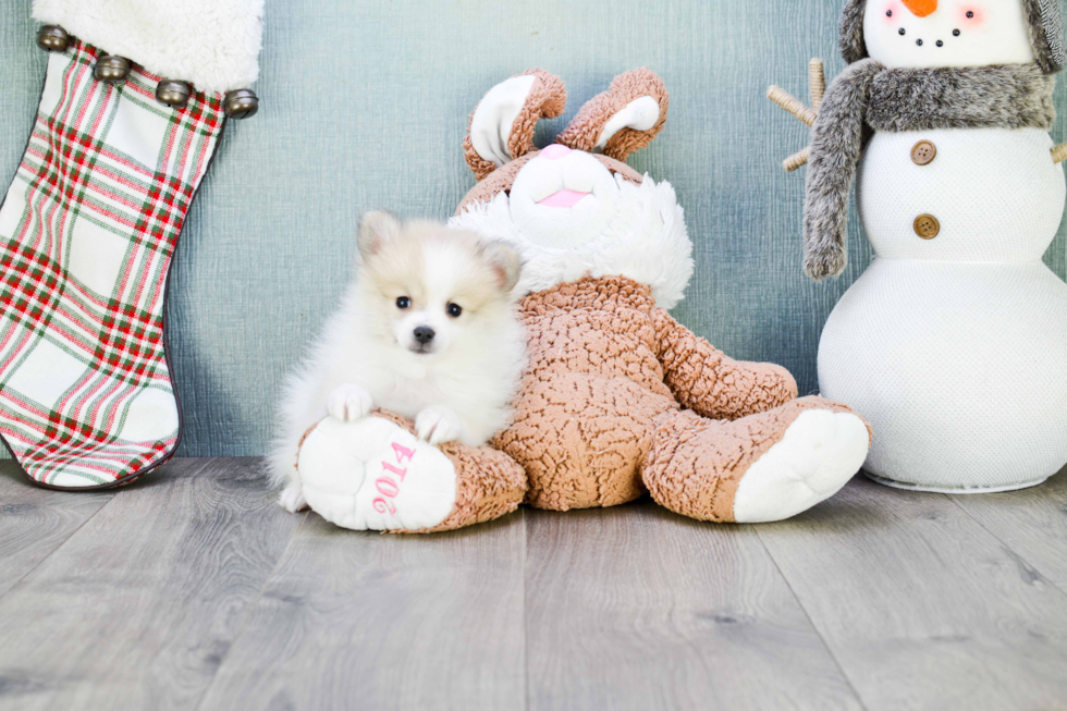 Pomeranian Pup Being Cute