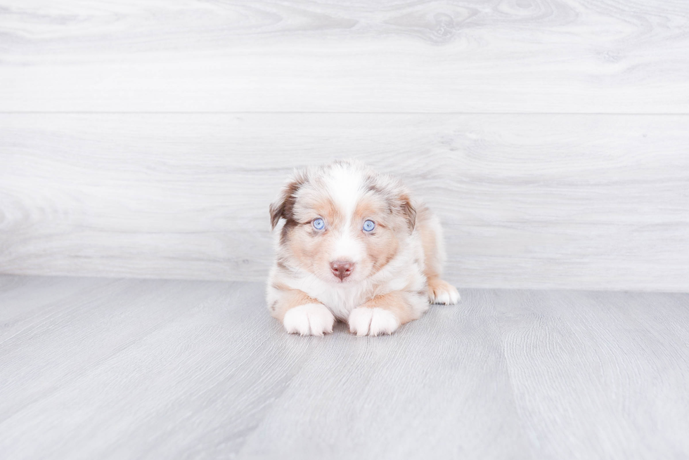 Adorable Aussiepoo Poodle Mix Puppy