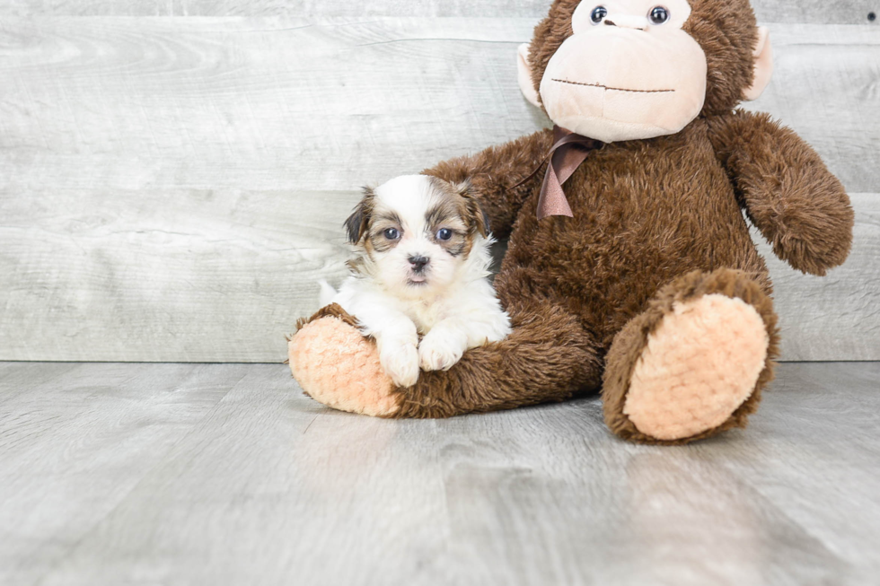 Petite Teddy Bear Designer Pup