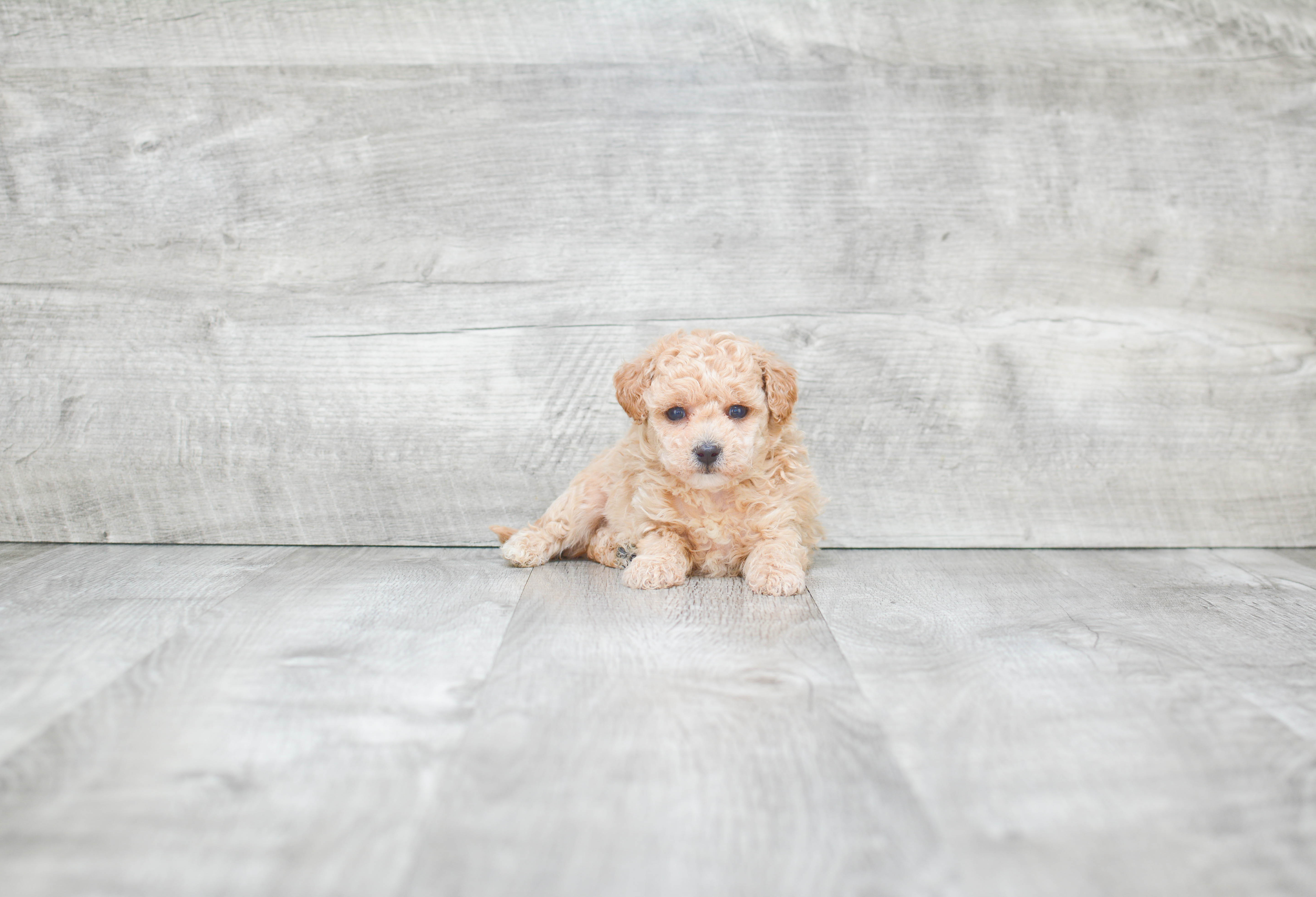 Best Maltipoo Baby