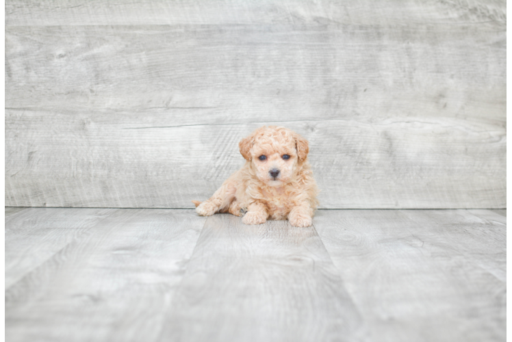 Best Maltipoo Baby