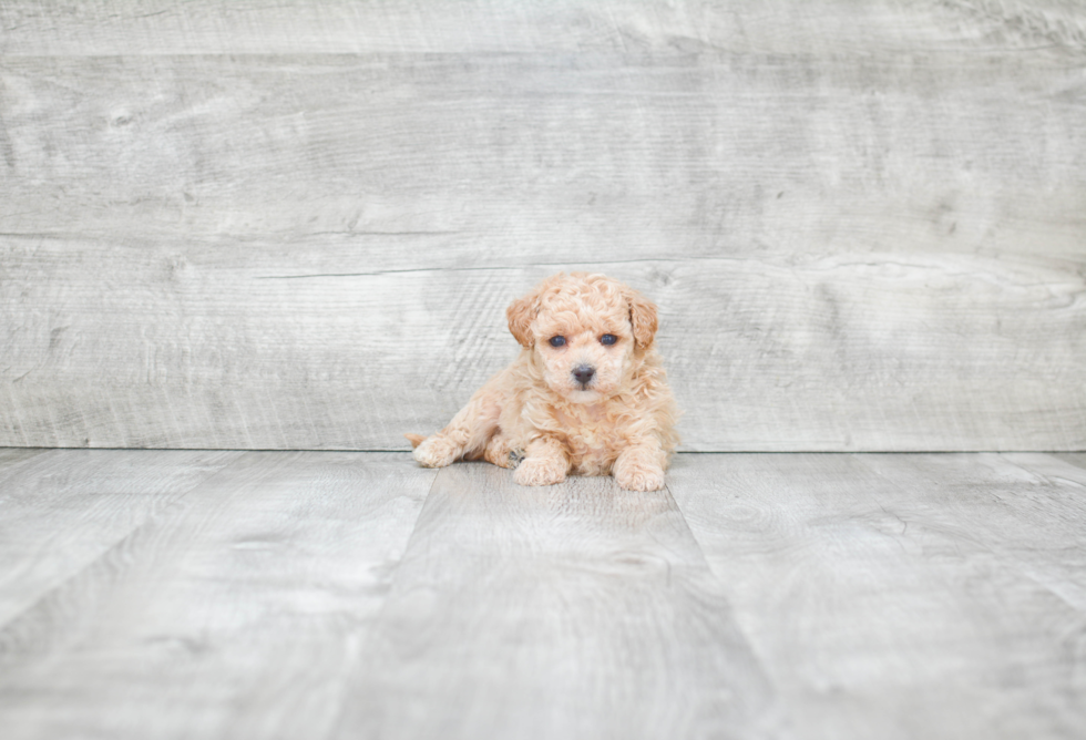 Best Maltipoo Baby