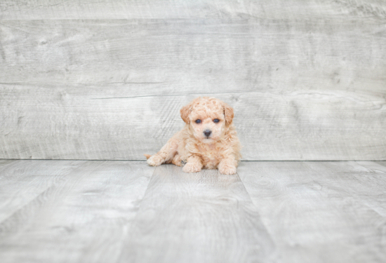 Best Maltipoo Baby