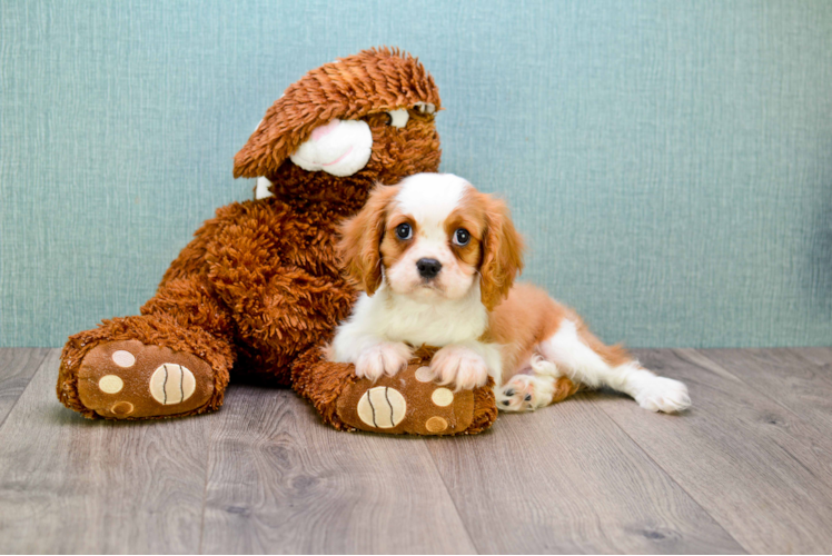 Hypoallergenic Cavalier King Charles Spaniel Purebred Pup