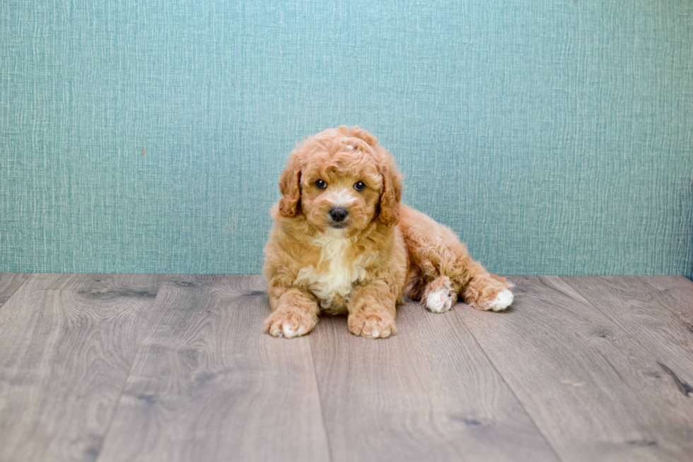 Best Cavapoo Baby