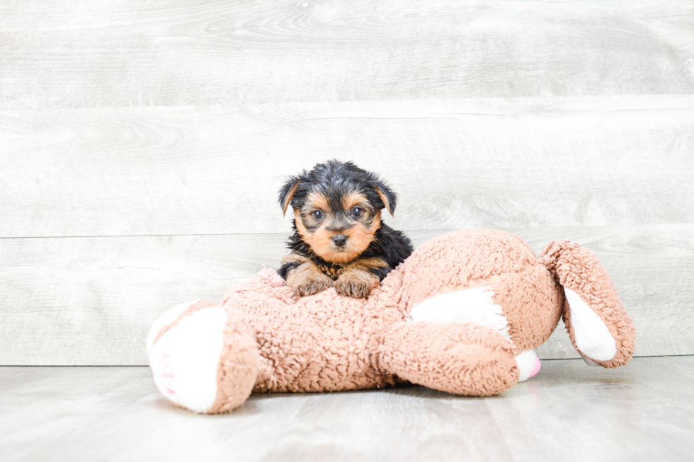 Meet Tim - our Yorkshire Terrier Puppy Photo 