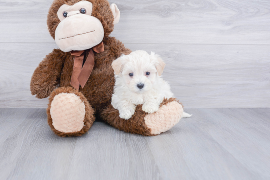 Little Maltepoo Poodle Mix Puppy