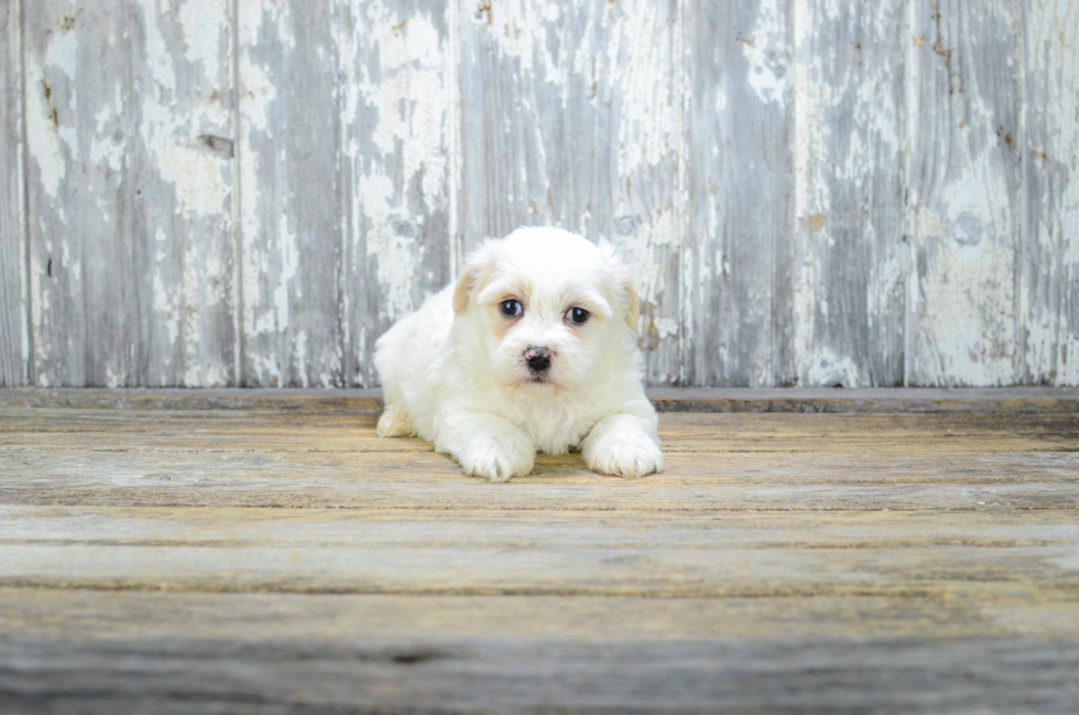 Adorable Shitzu Designer Puppy