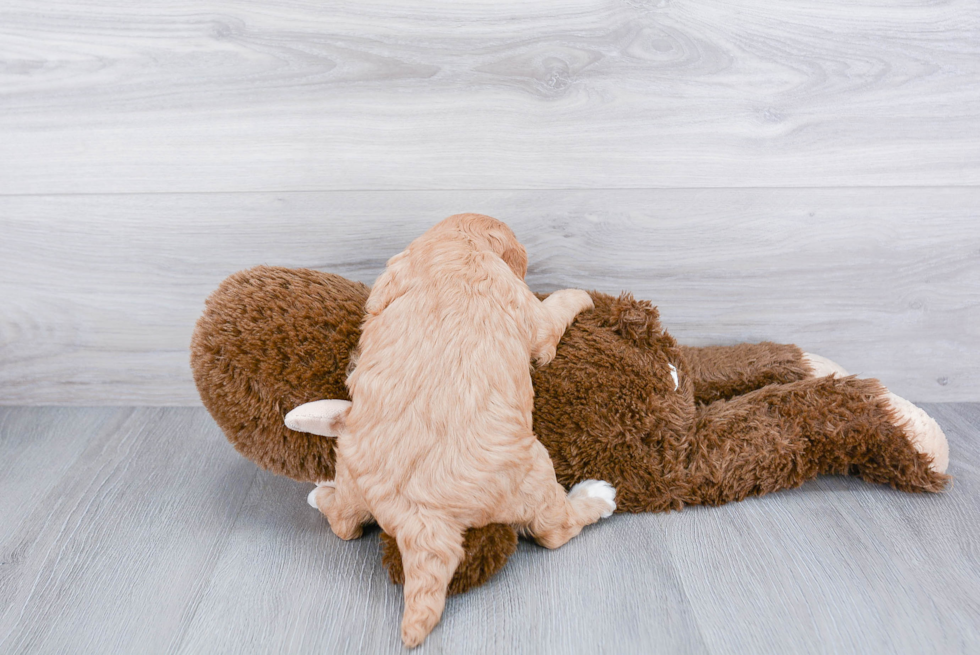 Cavapoo Pup Being Cute