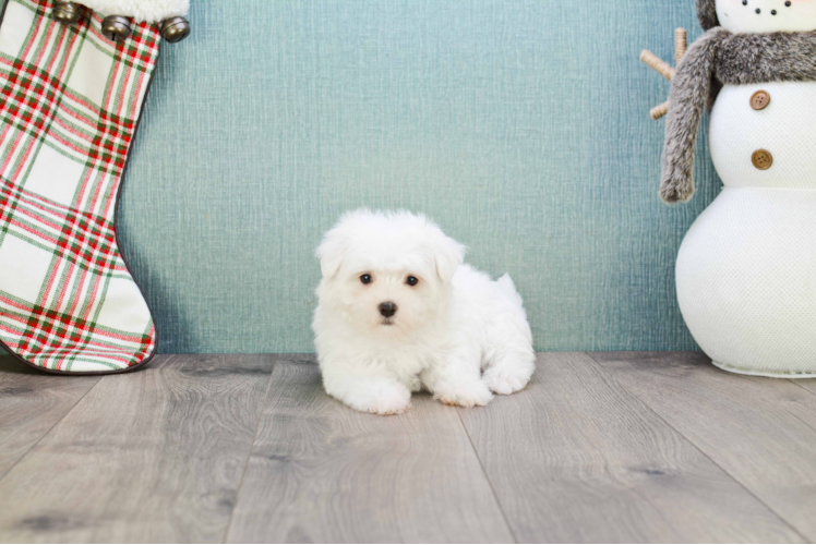 Small Maltese Purebred Pup