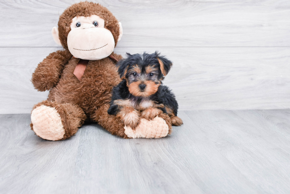 Meet Izzie - our Yorkshire Terrier Puppy Photo 