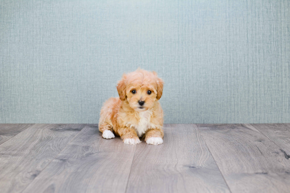 Petite Cavapoo Poodle Mix Pup