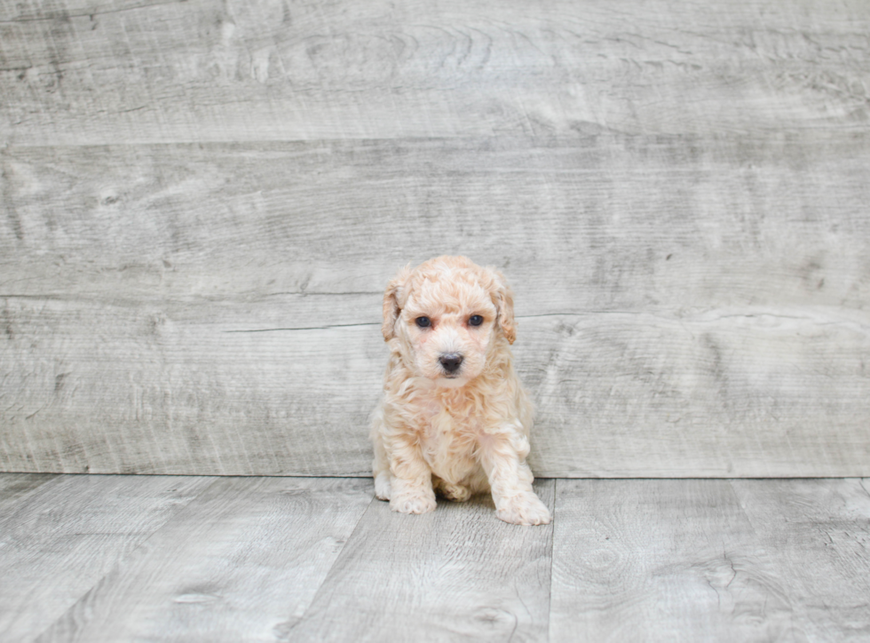 Maltipoo Puppy for Adoption