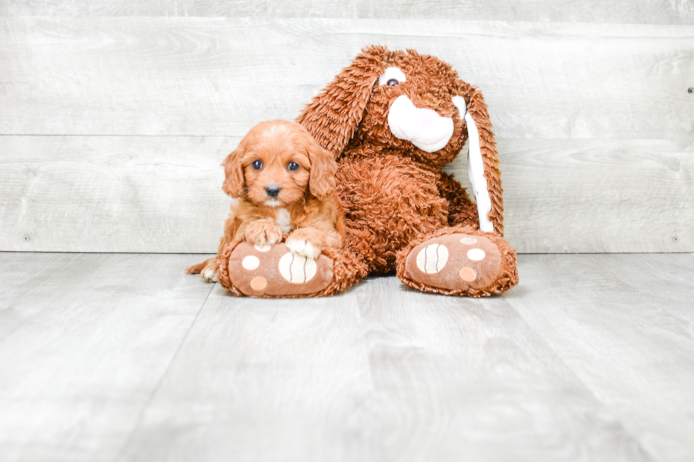 Best Cavapoo Baby