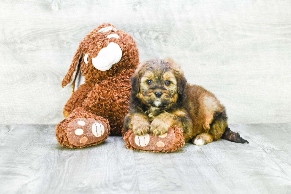 Hypoallergenic Mini Berniedoodle Poodle Mix Puppy