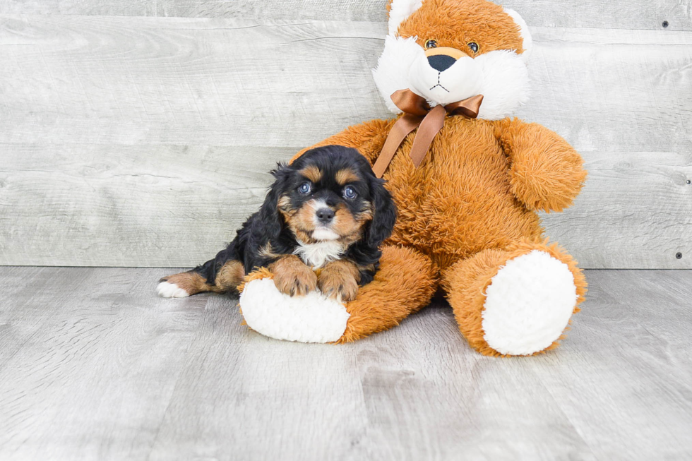 Best Cavalier King Charles Spaniel Baby