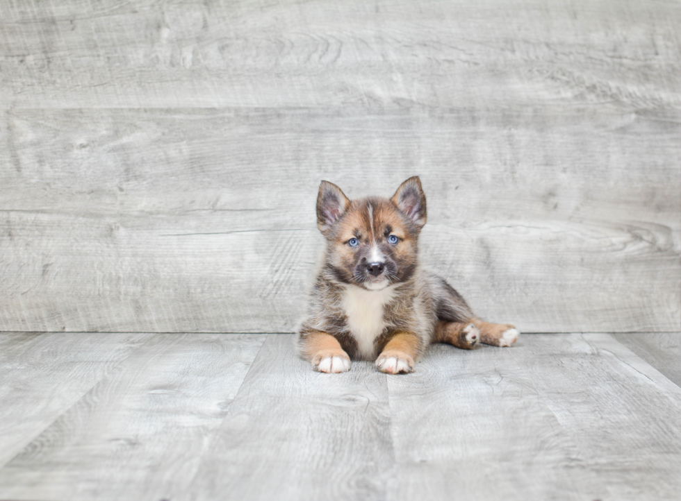 Happy Pomsky Baby