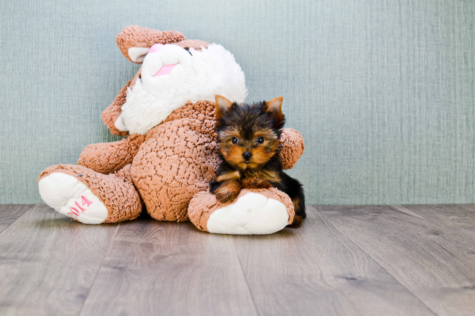 Meet Heidi - our Yorkshire Terrier Puppy Photo 